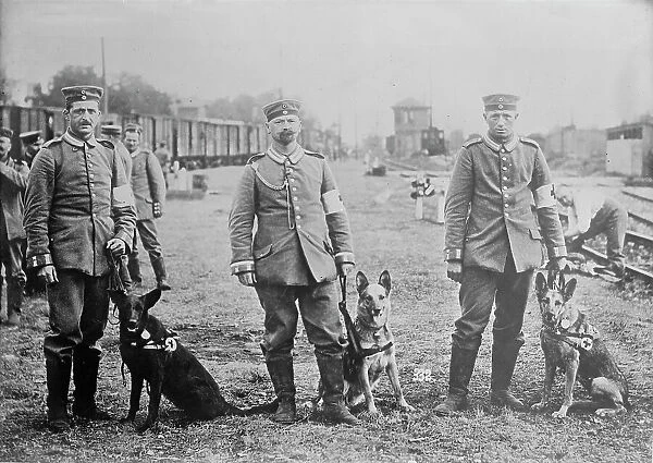 German Red Cross dogs, between 1914 and c1915. Creator: Bain News Service