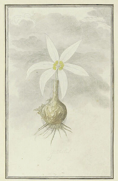 Gethyllis Afra L (Kukukmakranka), 1777-1786. Creator: Robert Jacob Gordon