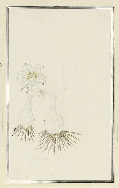 Gethyllis sp. (Kukumakranka), 1777-1786. Creator: Robert Jacob Gordon