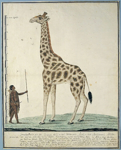 Giraffa camelopardalis (Giraffe), 1779. Creator: Robert Jacob Gordon