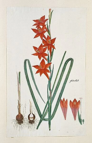 Gladiolus watsonius Thunb. (Watsonia Hysterantha), 1777-1786. Creator: Robert Jacob Gordon