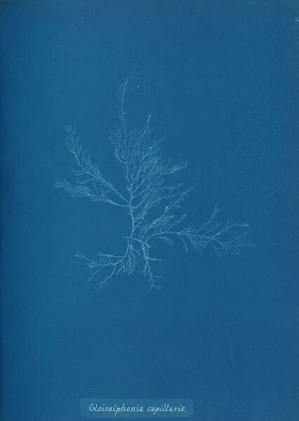 Gloisiphonia capillaris, ca. 1853. Creator: Anna Atkins