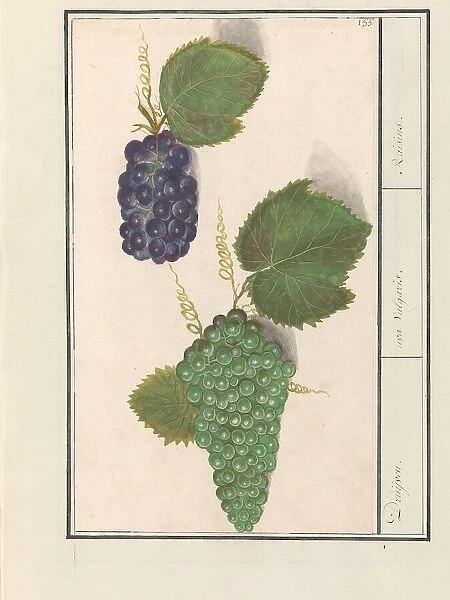 Grape (Vitis vinifera), 1596-1610. Creators: Anselmus de Boodt, Elias Verhulst