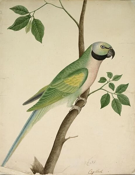 Green Parrot, c. 1820. Creator: Unknown