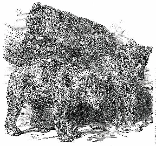 Grisly Bears, in the Gardens of the Zoological Society, Regent's Park, 1850. Creator: Unknown