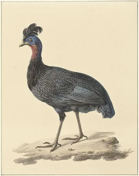 Guineafowl, 1759-1842. Creator: Pieter Bartholomeusz. Barbiers