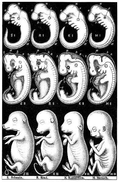 Haeckels comparision of embryos of Pig, Cow, Rabbit and Man. Artist: Ernst Haeckel