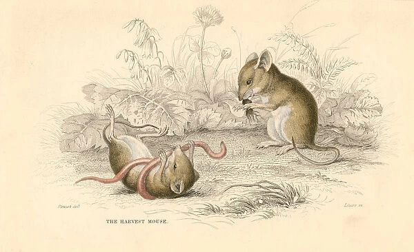 Harvest mouse (Micromys minutus) of the Old World, 1828