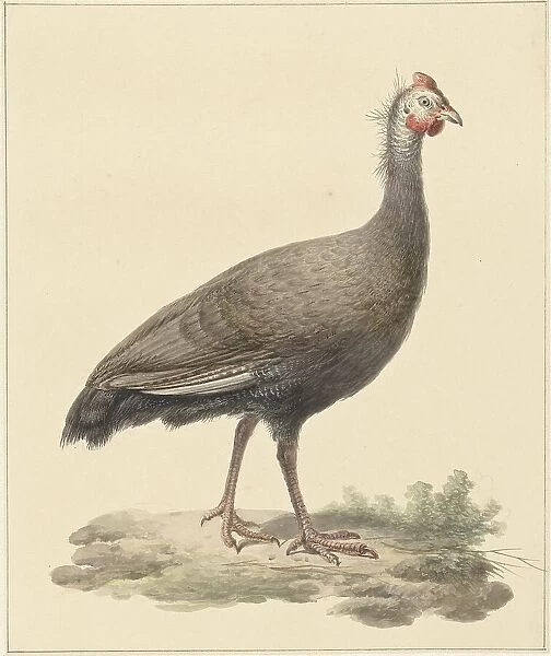 Helmeted guineafowl, 1759-1842. Creator: Pieter Bartholomeusz. Barbiers