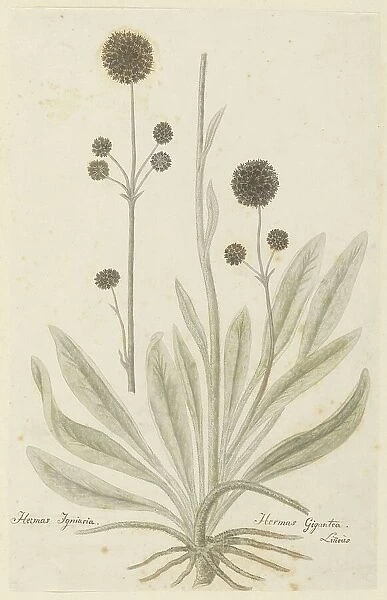 Hermas igniaria or Hermas gigantea (Tontelblaar), 1777-1786. Creator: Robert Jacob Gordon