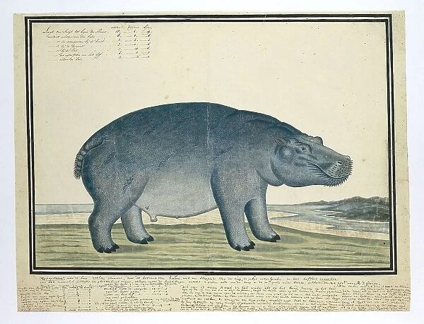 Hippopotamus amphibius capensis (Hippopotamus), c.1777. Creator: Robert Jacob Gordon