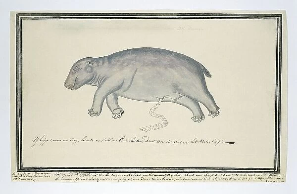 Hippopotamus amphibius foetus (Hippopotamus), 1777. Creator: Robert Jacob Gordon
