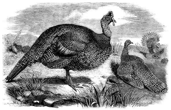 Honduras Turkeys, in the Gardens of the Zoological Society, Regent's Park, 1858. Creator: Unknown