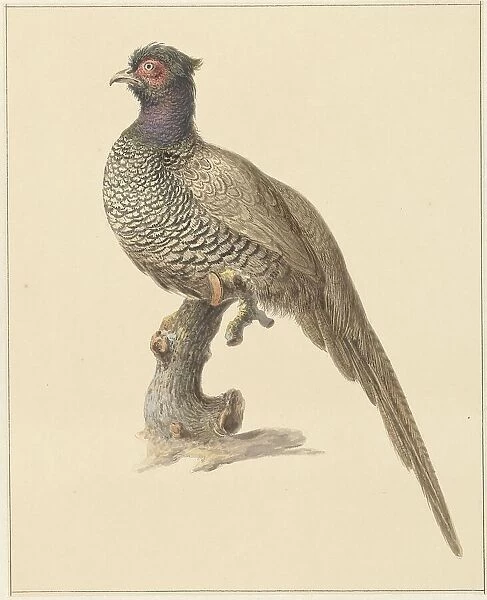 Hunting pheasant, 1759-1842. Creator: Pieter Bartholomeusz. Barbiers