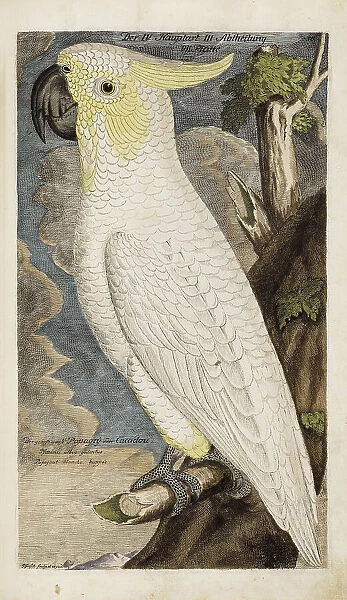 Illustration from 'Ornithology - Presentation of the birds' by Johann Leonhard Frisch, 1733. Creator: Frisch, Johann Leonhard (1666-1743). Illustration from 'Ornithology - Presentation of the birds' by Johann Leonhard Frisch, 1733