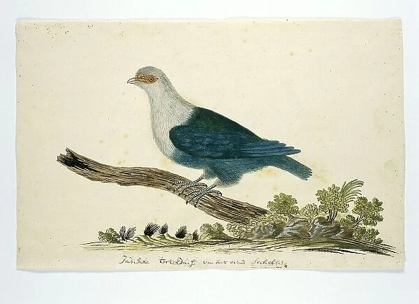Indian turtle dove from the Seychelles, c.1776-1780. Creator: John Webber