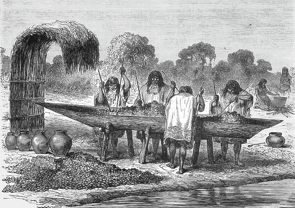 'Indians mashing Turtle Eggs; The Fresh-water Turtle of the Amazons, 1875. Creator: Unknown