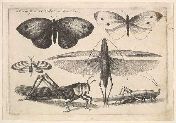 Six insects, 1646. Creator: Wenceslaus Hollar