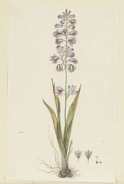 Ixia polystachya L. (Cornlily), 1777-1786. Creator: Robert Jacob Gordon