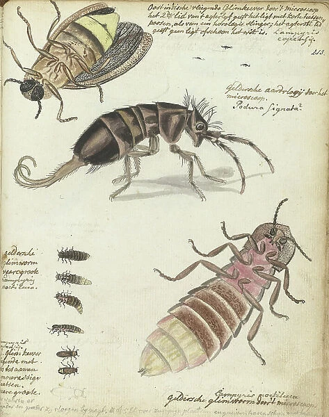 Javanese and Gelderland glowworms, 1770-1787. Creator: Jan Brandes