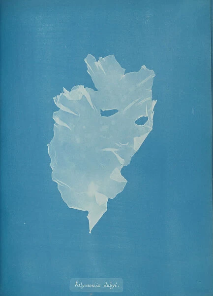 Kalymenia dubyi, ca. 1853. Creator: Anna Atkins