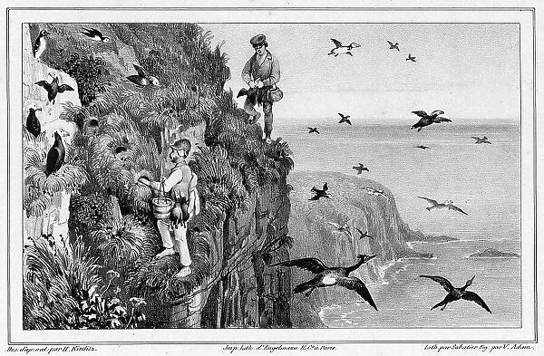 Kamchatka, Hunting Puffins, 19th century. Creators: Friedrich Heinrich Kittlitz, Victor Adam, Godefroy Engelmann, Leon Jean-Baptiste Sabatier