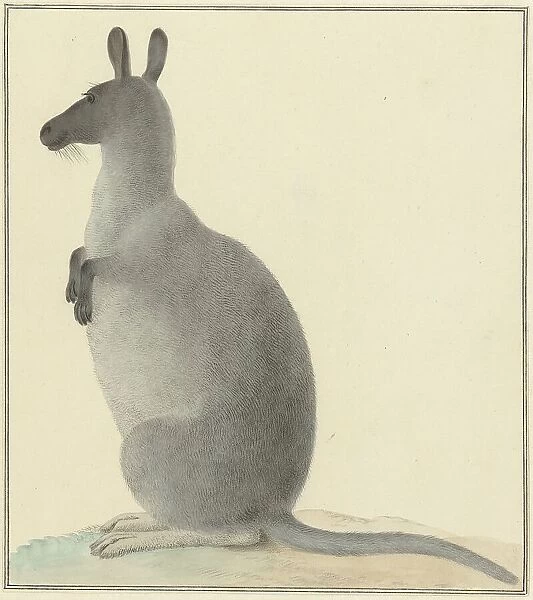 Kangaroo, 1763-1834. Creator: Izaak van Haastert