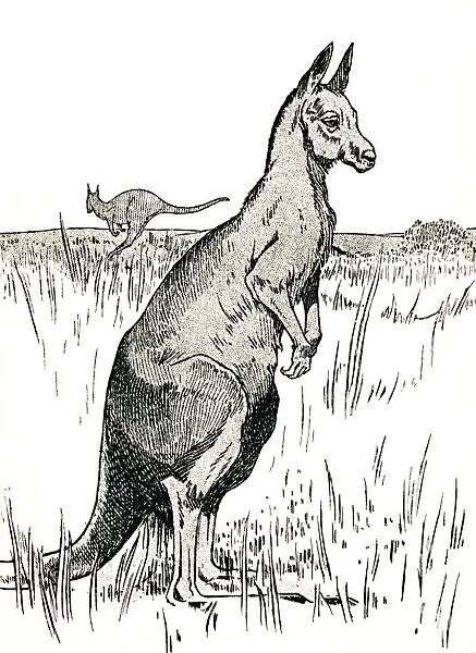 The Kangaroo, 1912. Artist: Charles Robinson