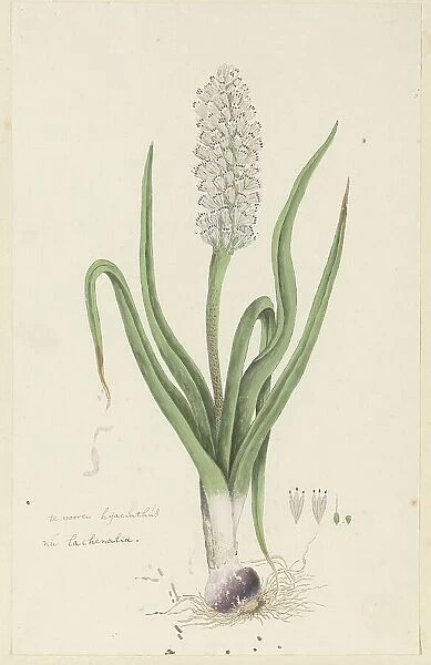 Lachenalia orthopetala Jacq. (Hyacinth), 1777-1786. Creator: Robert Jacob Gordon