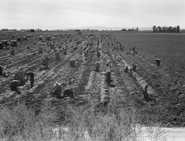 Large-scale agricultural gang labor, Mexicans and... near Meloland, Imperial Valley, 1939 Creator: Dorothea Lange