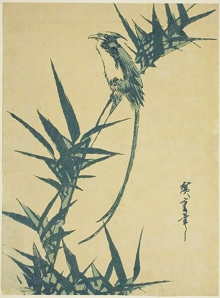 Long-tailed bird and bamboo, n. d. Creator: Ando Hiroshige