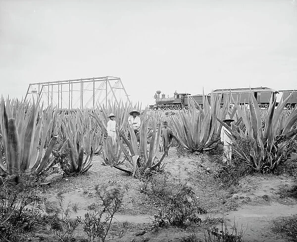 Maguey field, between 1880 and 1897. Creator: William H. Jackson