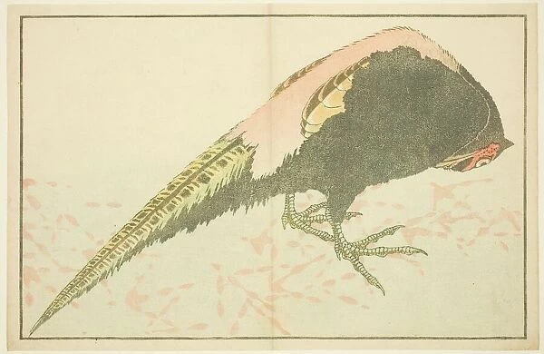 Male Pheasant, from The Picture Book of Realistic Paintings of Hokusai (Hokusai)
