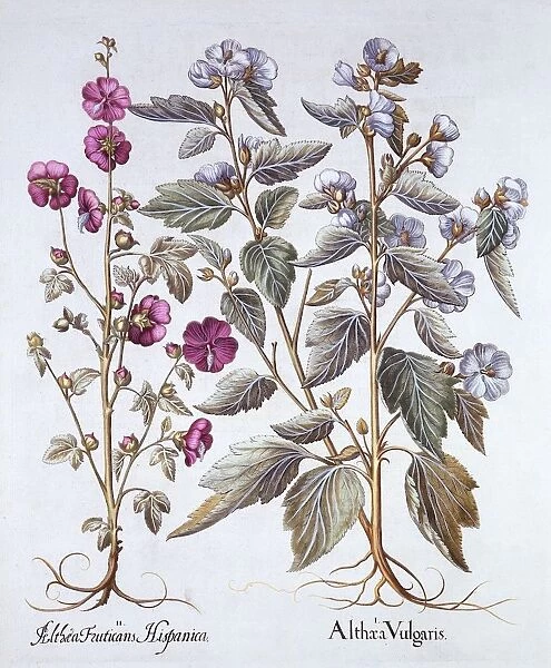 Two Mallow Varieties, from Hortus Eystettensis, by Basil Besler (1561-1629), pub