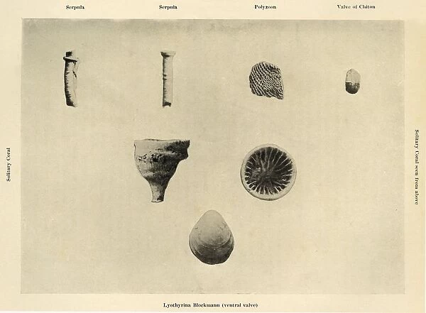 Marine Organisms, (Magnification 1 1  /  2), c1908, (1909)