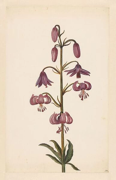 Martagon Lily (Lilium martagon), late 17th-early 18th century? Creator: Alida Withoos