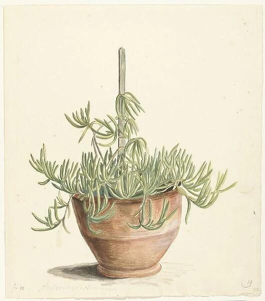 Mesembryanthemum from the Aizoaceae family, 1668-1729. Creator: Vincent Laurentz van der Vinne I