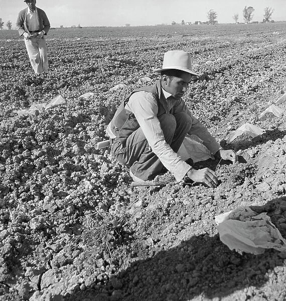 Mexican migratory laborer thinning and weeding cantaloupe plants, Imperial Valley, California, 1937. Creator: Dorothea Lange