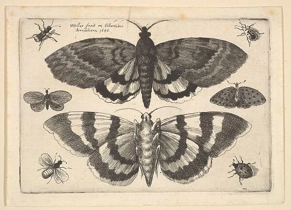Two moths and six Insects, 1645. Creator: Wenceslaus Hollar