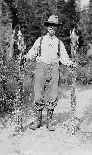 Mr. Johnson holding stalks of timothy, 1916. Creator: Unknown
