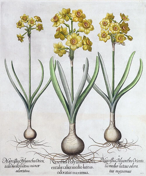 Narcissus, 1613