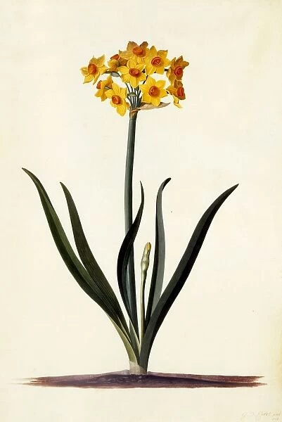 Narcissus, c. 1745 (hand coloured engraving)