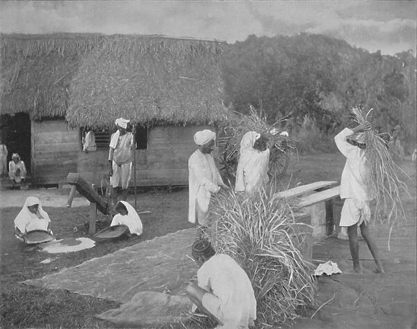 Native labourers Preparing Rice in Jamaica, c1890