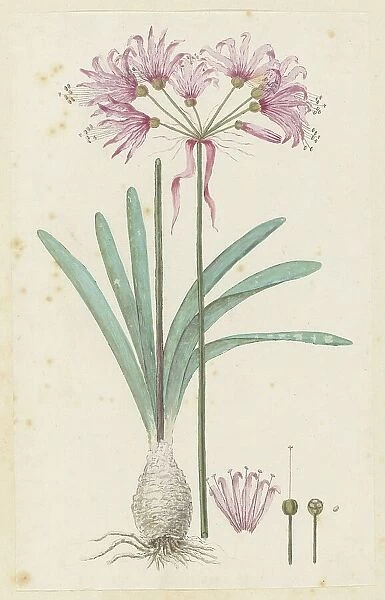 Nerine humilis (Jacq.) Herb. (Amaryllis humilis), 1777-1786. Creator: Robert Jacob Gordon