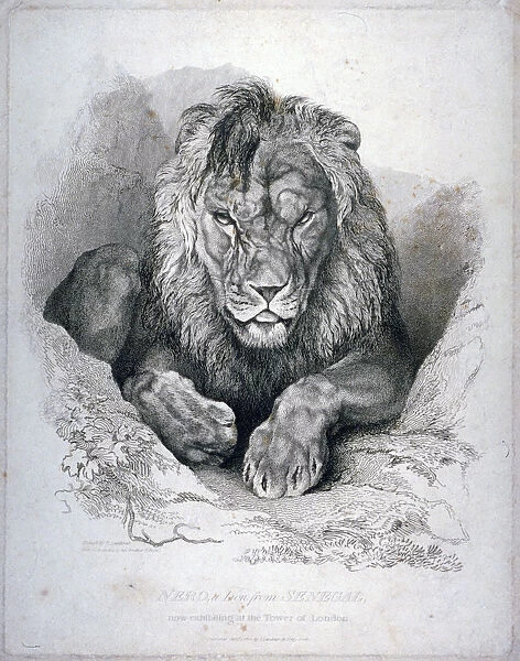 Nero, a lion from Senegal, now exhibiting in the Tower of London, 1814. Artist
