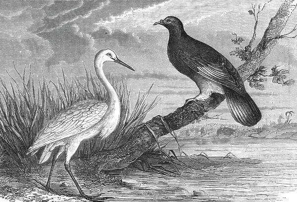 New Caledonian Heron and the Notu Pigeon; Some Account of New Caledonia, 1875. Creator: Unknown