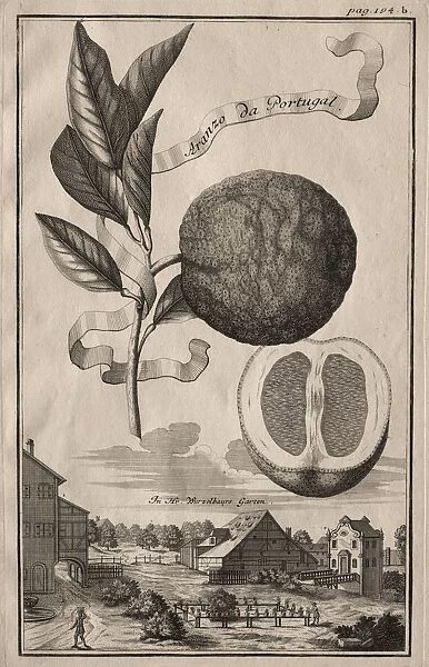 Nurnbergische Hesperides: Aranzo da Portugal, 1714. Creator: Joseph de Montalegre (Hungarian)