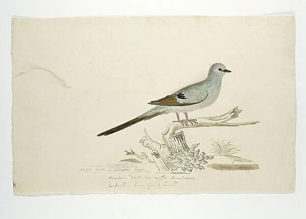 Oena capensis (Namaqua dove), 1777-1786. Creator: Robert Jacob Gordon