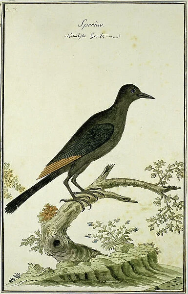 Onychognathus morio (Red-winged starling), 1777-1786. Creator: Robert Jacob Gordon