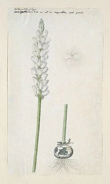 Ornithogalum conicum Jacq. 1778-1786. Creator: Robert Jacob Gordon